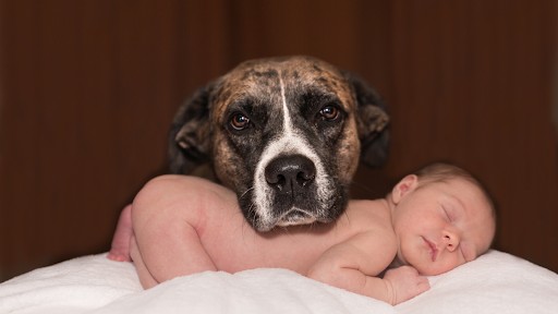 Baby With Pets Shoot