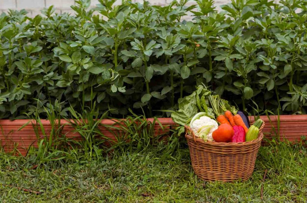 Best vegetables to grow in a home garden
